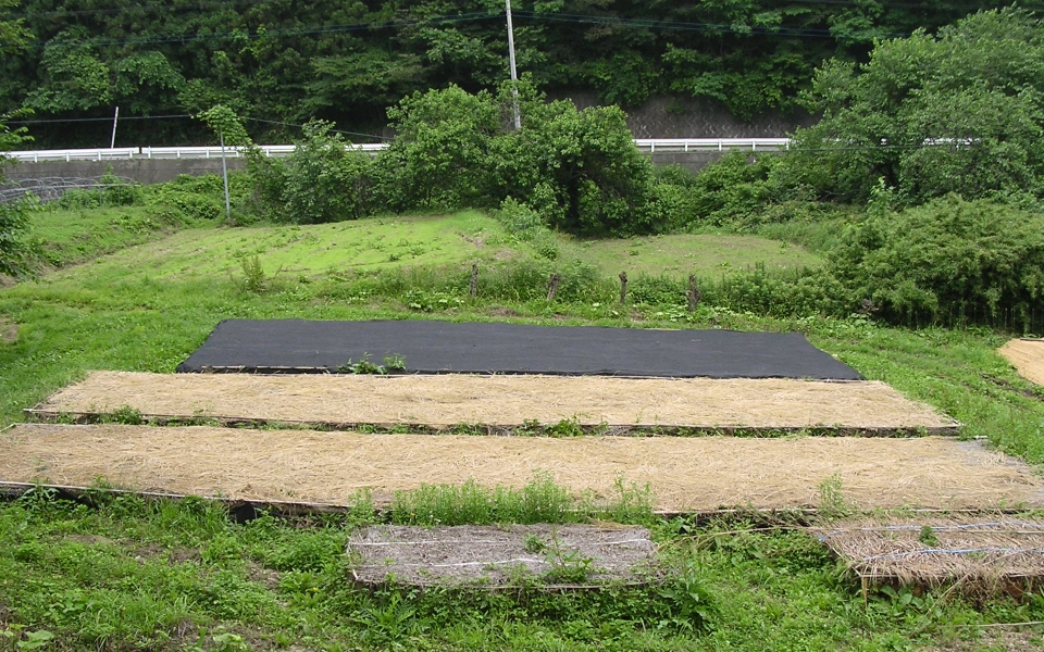 栽培方法（原木しいたけ）　仮伏せ