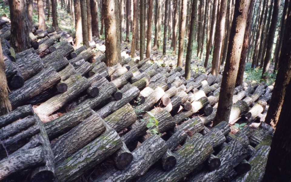 栽培方法（原木しいたけ）　本伏せ・天地返し